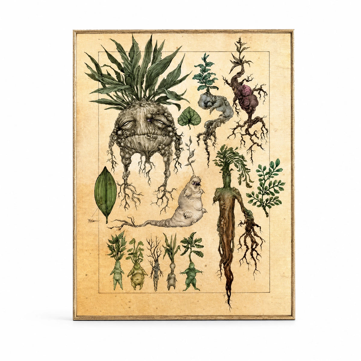 Affiche De Plante De Ginseng Vintage - image principale