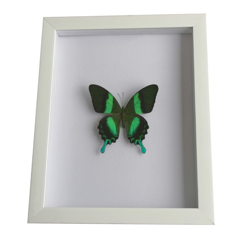    cadre-papillon-style-vintage