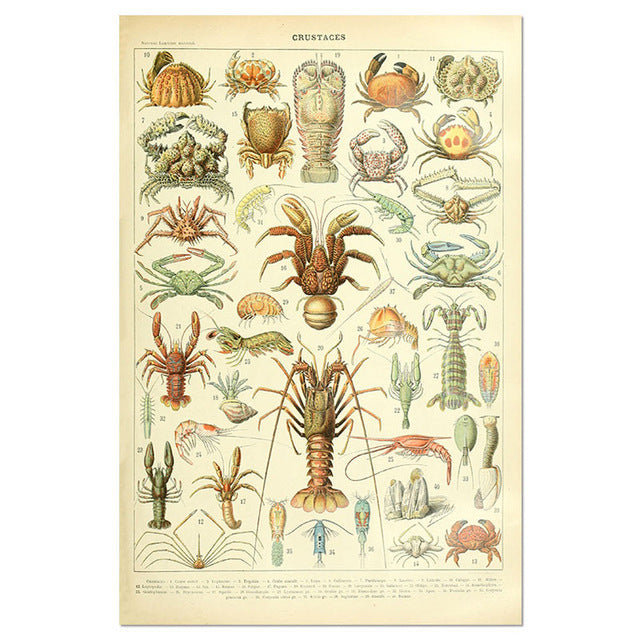 Affiche Créature Vintage Enseignement Peinture Sur Toile